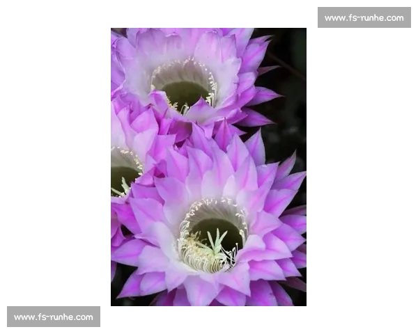 穿越火线:解说员的“神预判”,总是让人拍案叫绝! 穿越火线:解说员的“神预判”,总是让人拍案叫绝!